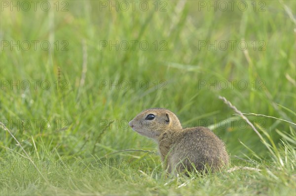 European ground squirrel (Spermophilus citellus) in a meadow