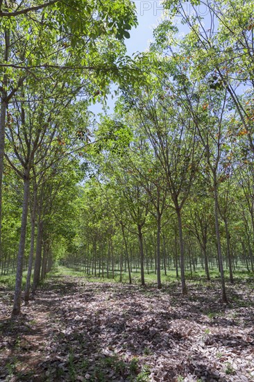 Rubber tree plantation