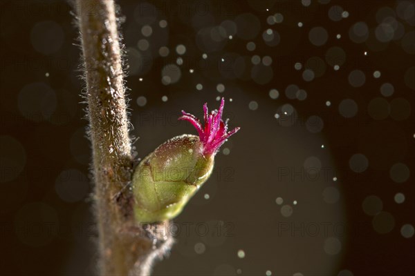 Common Hazel (Corylus avellana)