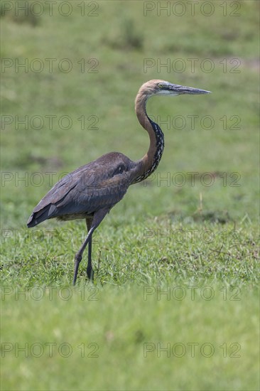 Goliath Heron (Ardea goliath)