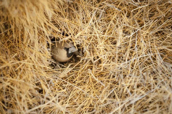 Sociable Weaver (Philetairus socius) at the entrance of its chamber