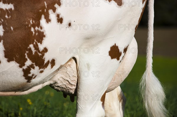 Red Holstein Cattle