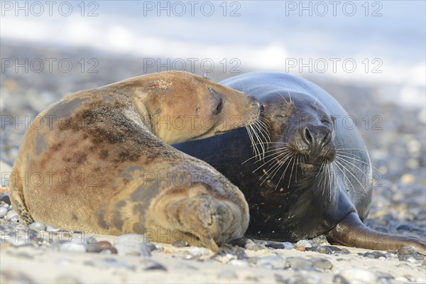 Grey Seals (Halichoerus grypus)