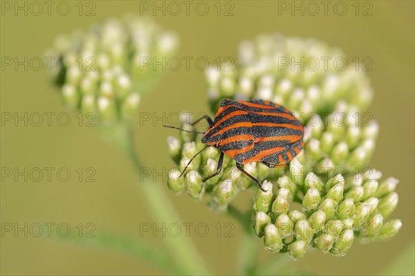 Striped Shield Bug (graphosoma lineatum)