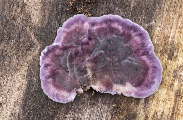 Silverleaf Fungus (Chondrostereum purpureum)
