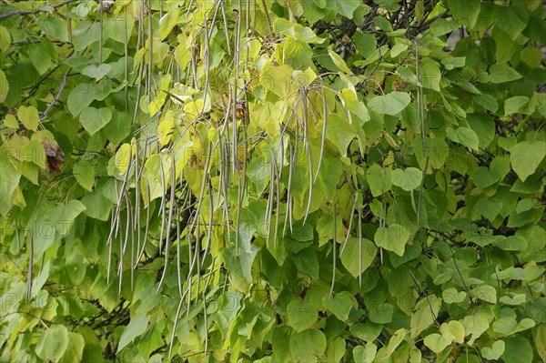 Southern Catalpa