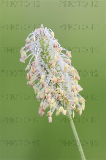 Timothy Grass or Herd's Grass (Phleum pratense)