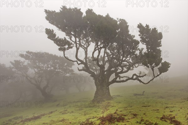 Old Bay Laurel Trees (Laurus nobilis) in the fog