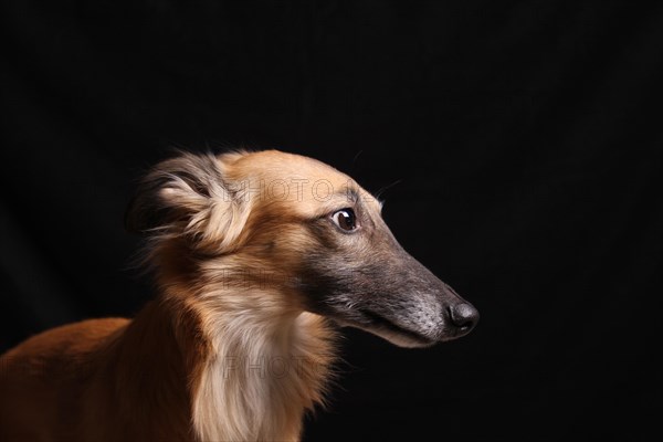 Longhaired Whippet or Silken Windsprite