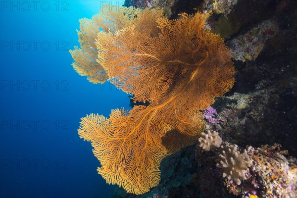 Giant Sea Fan