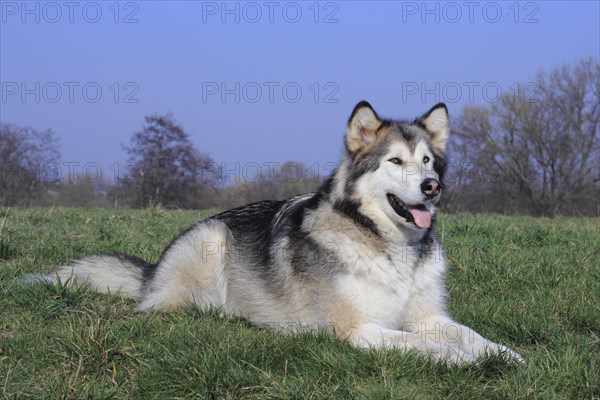 Alaskan Malamute lying on a meadow