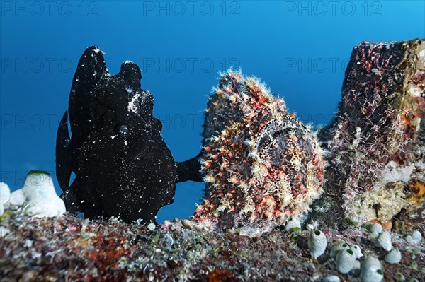 Two Commerson's Frogfish or Giant Frogfish (Antennarius commersonii)