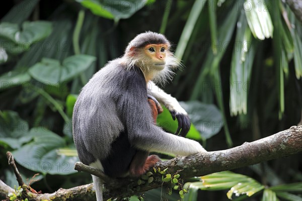 Red-shanked douc (Pygathrix nemaeus)