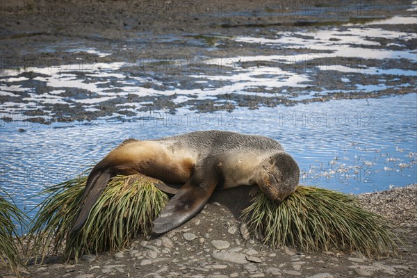 Antarctic Fur Seal (Arctocephalus gazella) resting on tussock grass