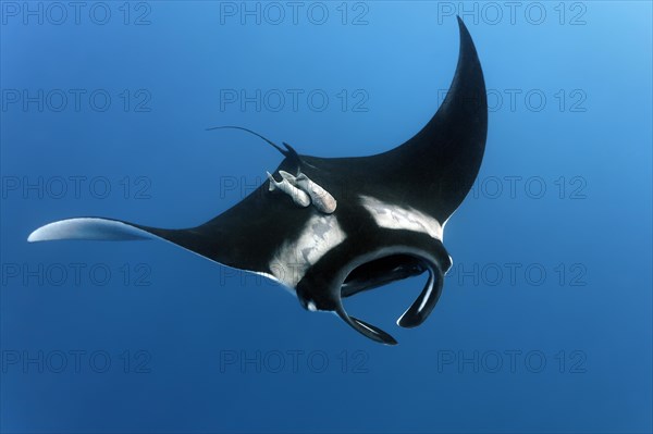 Reef manta ray (Manta alfredi)