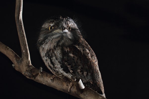 Tawny Frogmouth (Podargus strigoides)