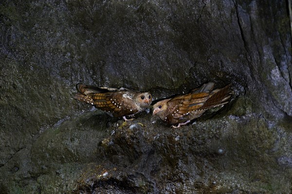 Oilbird (Steatornis caripensis) pair in a cave