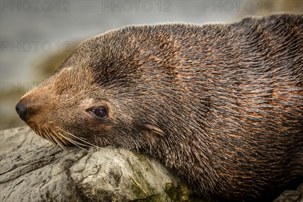 Southern Fur Seal (Arctocephalus forsteri)