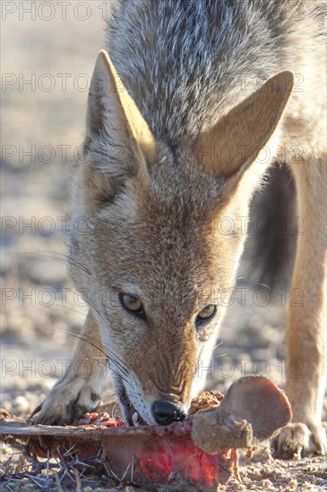Black-backed jackal (Canis mesomelas) feeding on the remains of an antelope carcass