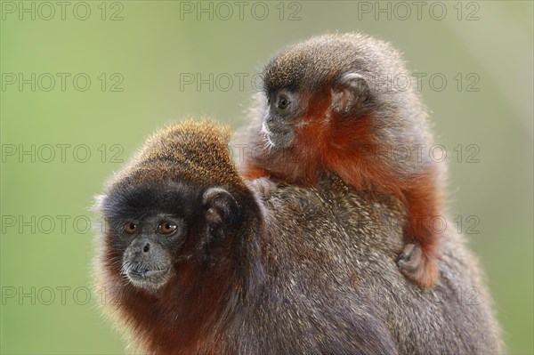 Coppery Titi Monkeys or Red Titi Monkeys (Callicebus cupreus)