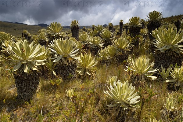 Frailejon or Fraylejon (Espeletia pycnophylla) plants in the paramo landscape