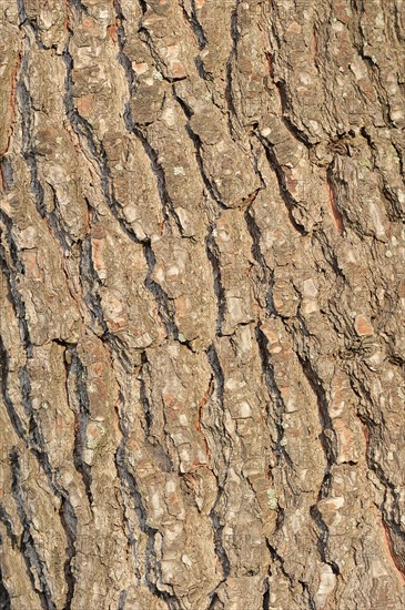 European Black Pine (Pinus nigra)