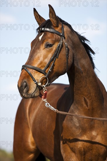 Austrian Warmblood