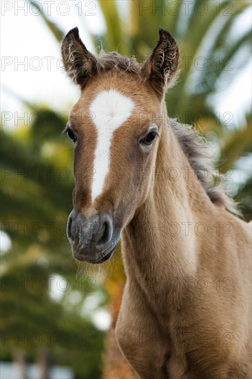 Lusitano horse