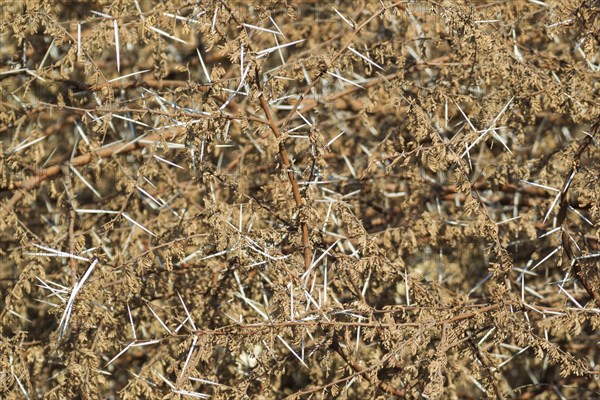 Dried up acacia branches