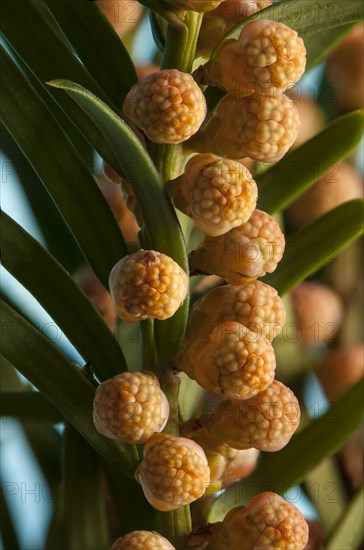 English Yew or Common Yew (Taxus baccata)