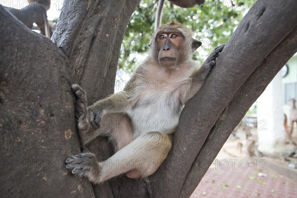 Rhesus Macaque (Macaca mulatta)