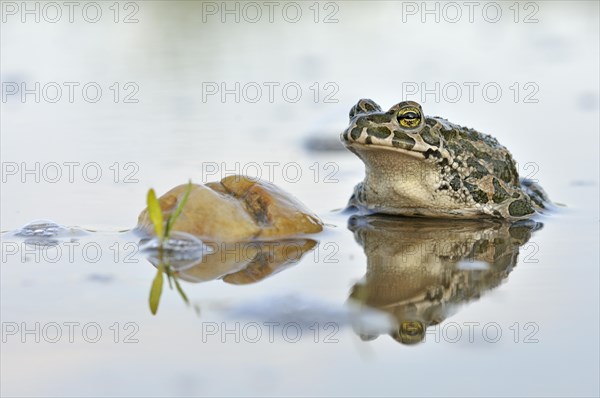 Green Toad (Bufo viridis complex) in an abandoned gravel pit