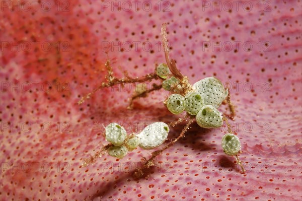 Spider Crab (Achaeus sp.) with decorations