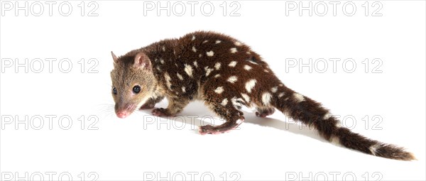 Tiger Quoll (Dasyurus maculatus)