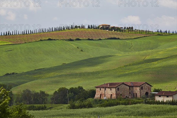 Hilly landscape of the Crete Senesi