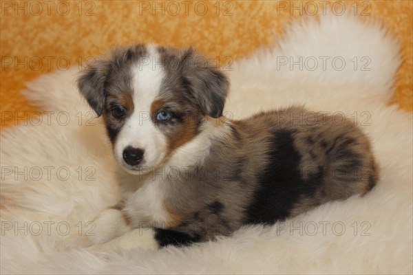 Miniature American Shepherd