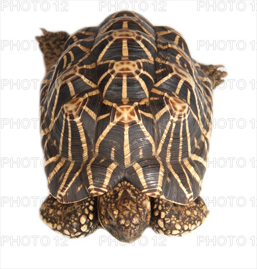 Indian Star Tortoise (Geochelone elegans)