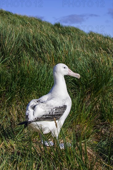 Wandering Albatross (Diomedea exulans) at its nesting site