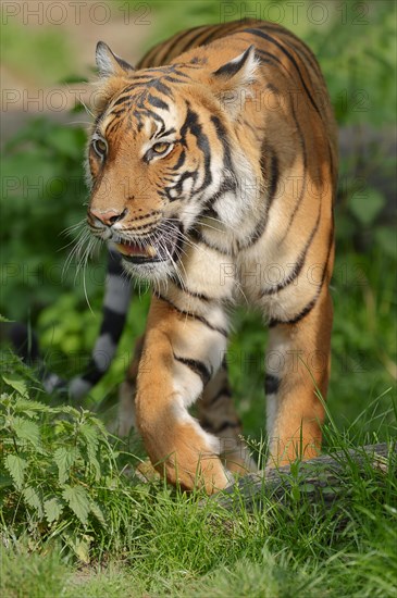 Malayan Tiger (Panthera tigris jacksoni)