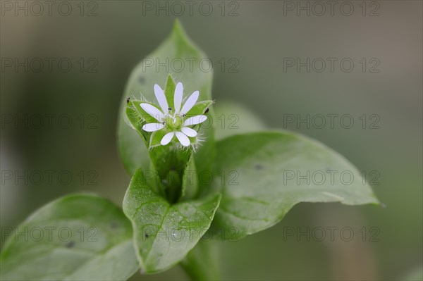 Common Chickweed (Stellaria media)