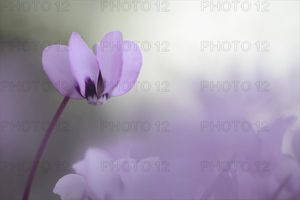 Eastern Sowbread or Cyclamen (Cyclamen coum)