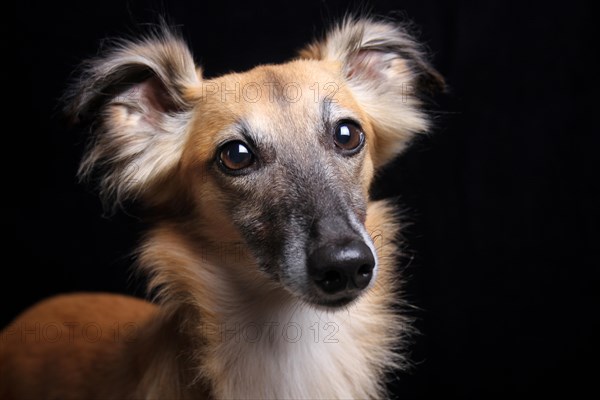 Longhaired Whippet or Silken Windsprite