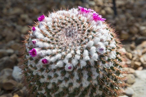 A cactus (Cactaceae) in bloom in the Desert House at the University of Michigan's Matthaei Botanical Gardens