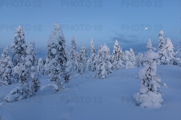 Finnish winter forest at twillight