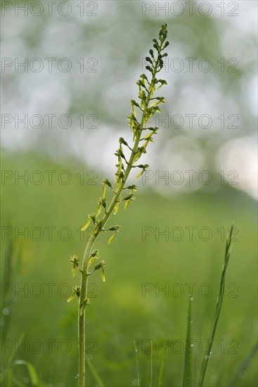 Common Twayblade (Neottia ovata)