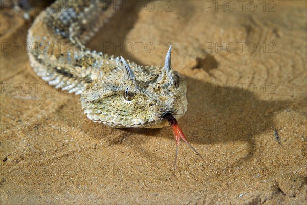 Saharan Horned Viper (Cerastes cerastes) in the sand