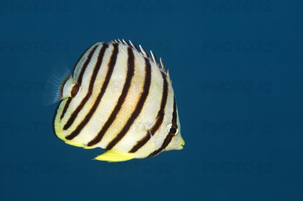 Eight-banded Butterflyfish or Eightband Butterflyfish (Chaetodon octofasciatus)