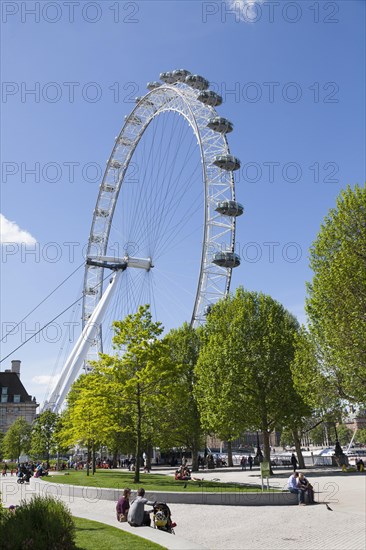 London Eye from Jubilee Gardens