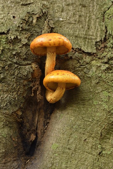 Golden Scalycap (Pholiota aurivella) on a beech tree