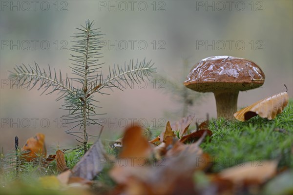 Bay Boletus or Bay Bolete (Xerocomus badius)